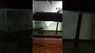Biolife yüzen akıllı filtre c160 kullanımı