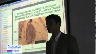 Исследования о пептидах и сетчатке глаза