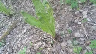 Съедобный ли такой папоротник?