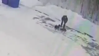 Заправшик убил собаку