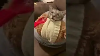 Pets Funny Moments |  Cats Cute and Funny Videos | Cute Pets Kingdom #catlover #trending #viral