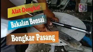 Peralatan dongkel bakalan bonsai