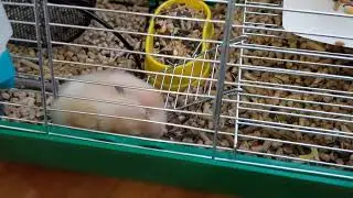 мне все надо) я ж Хомяк 🐹