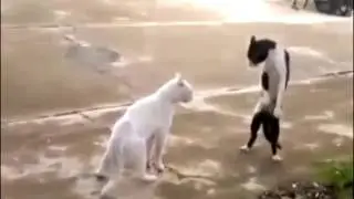 Кошки ходят на двух лапах