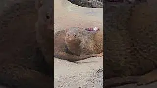 НЕЖНОСТЬ МАНГУСТЫ
