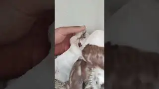 голуби Дядь Аршака. дали чудо