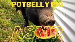 Pet PIG eats a Watermelon! ASMR / chewing / lip smacking sounds