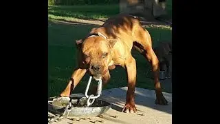 ТОП 10 САМЫХ ОПАСНЫХ ПОРОД СОБАК