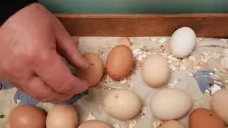 Результат вывода цыплят в инкубаторе Матрица 