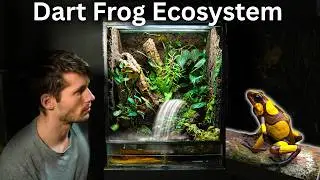 I Made a Terrarium For Dart Frogs With a Working Waterfall, Here's How!