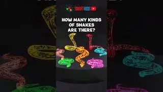 🐍 How many kinds of snakes are there?