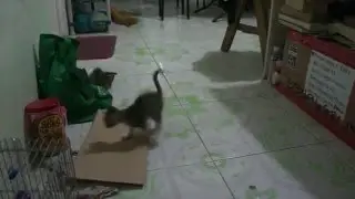 Pets Mania - Pawz and Pinky