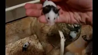 Мышки малютки\японская мышь\бамбуковая мышь