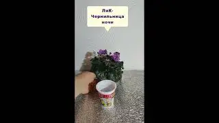 Стакан-обман для фиалки