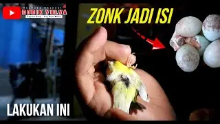 Tindakan Yang Tepat Supaya Telur Kenari kita Tidak  Selalu ZONK..!!