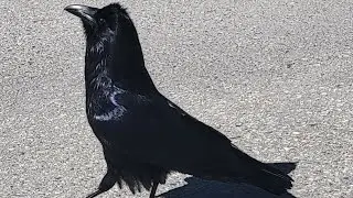 Lunch date with Crow friends 🤣