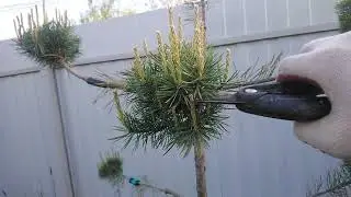 Ниваки весной