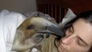 pua and me with music