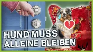 STAYING ALONE: Make it easier for your dog with these steps!