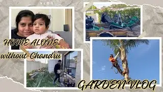 HOME ALONE WITHOUT CHANDRU | HOW TO CUT TREE IN AUSTRALIA | GARDEN VLOG | NADHIRA VLOG TAMIL