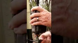 Our favorite way to mount our trail cameras #shorts #hunting #trailcam