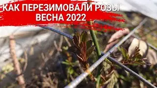 Как перезимовали розы - весна 2022