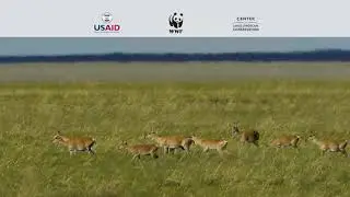 Approval of National Fencing Standard: A Triumph for wildlife protection in Mongolia