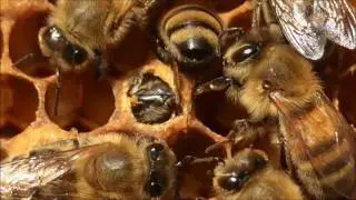 Queen bee split and emergence