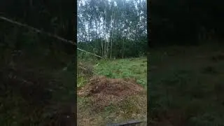 Сова