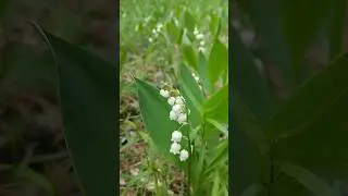 Светлого мая привет!