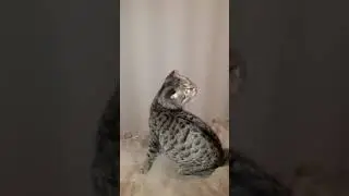 Нюшка бегает за мухой
