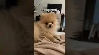 Моя булочка #собака #тыхороший #яплохая #некричи #янеглухая #тренды #тренд #животные