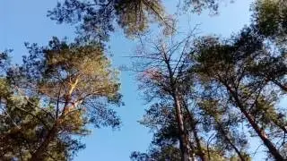 просто сказочный лес. Русский лес весной