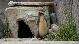 Babyboom hos pingvinerne 🐧