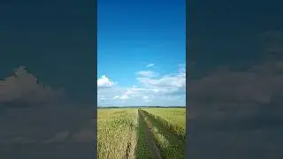 Полевая дорога в конце июня.