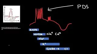Paroxysmal Depolarization Shift --- The Cellular Counterpart of An Epileptic Spike.