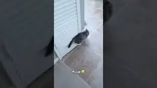 Kitty feeling himself 🤣#tiktok #shorts #viral