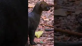 Yaguarundí: misterioso felino americano