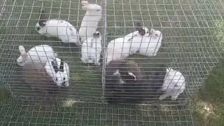 Rabbit bunny,  bunny rabbit 🐇🐰