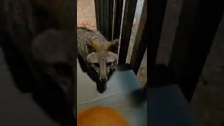 F.O.T.D. #393 Wild gray fox came for breakfast