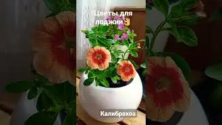 Цветы для лоджии #бакопа #калибрахоа #виола