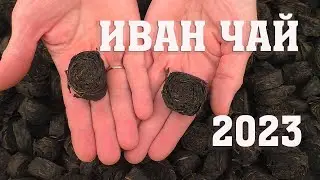 Иван-чай - 2023 готов!