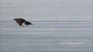 When a Crow Wants a Bald Eagle to Share Its Meal