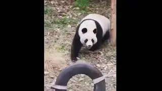злая панда🤣🤣🤣🤣