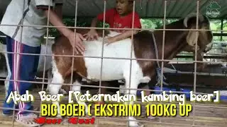 Boer Goat Ekstrim super jumbo | Goat Boer EXTREME