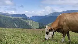 Yayla zamani geliyor
