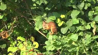 Megjött a mókus is a mogyoróra