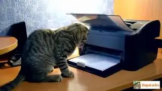 Лучшие Приколы с Кошками