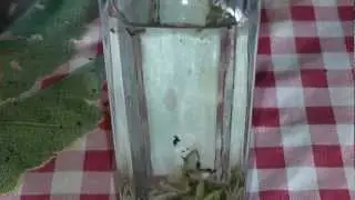 настойка на личинках восковой моли