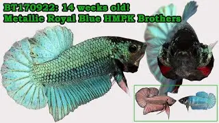 BT170922: 14-week old Heterozygous Metallic Royal Blue brothers!